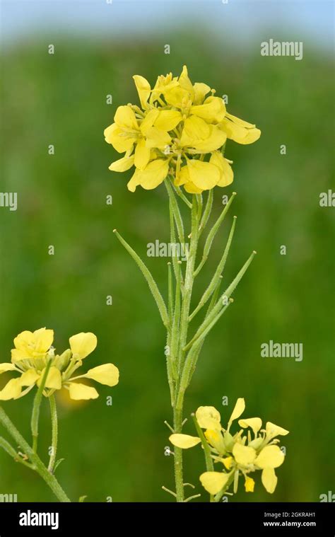 Black Mustard Brassica Nigra Stock Photo Alamy