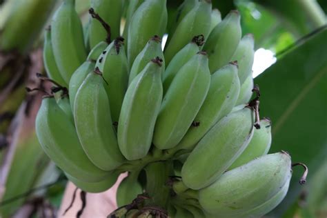 Yelakki Banana Farming In India Production And Cultivation Management