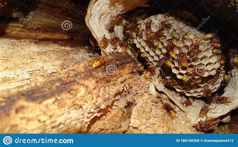 The nest was removed through the drywall into the customers home for removal. European Hornets Nest Built In A Tree Cavity. Stock Photo - Image of intricate, macro: 186190268