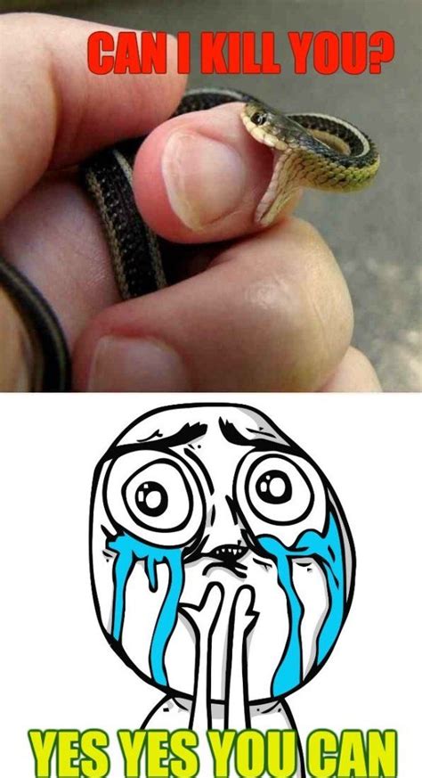 Aww Its Adorable Cute Snake Cute Reptiles Funny Animal Memes