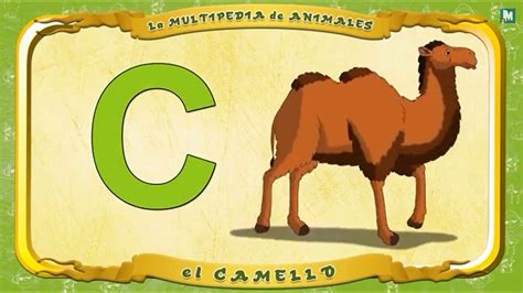 La Multipedia De Animales Letra C El Camello Youtube