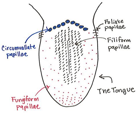 Tongue Papillae Diagram Decoding Delicious
