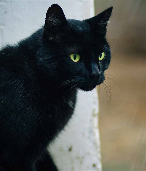 Are Bombay Cats Hypoallergenic Will They Shed Cats Cute Black Cats