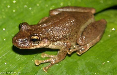 Brown Tree Frog Osteocephalus Planiceps Near Puerto Nariño