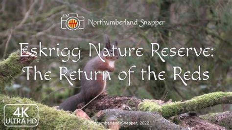 Eskrigg Nature Reserve The Return Of The Reds Youtube