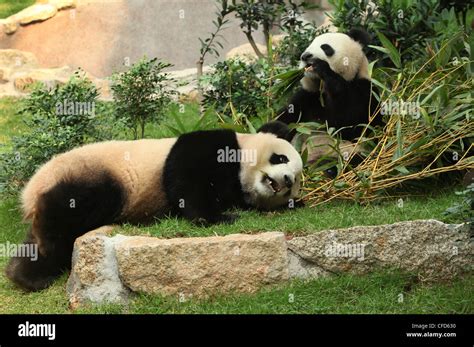 Panda Gigante Pandas Macau Macao Pavillion De Panda Fotografía De