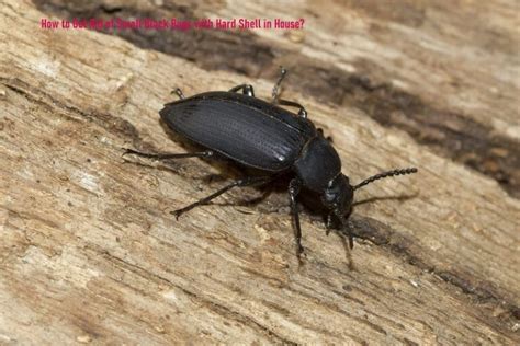 How To Get Rid Of Small Black Bugs With Hard Shell In House