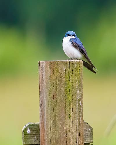 Tree Swallow Neighborhood Bird Photography Jim Luginbuhl Flickr