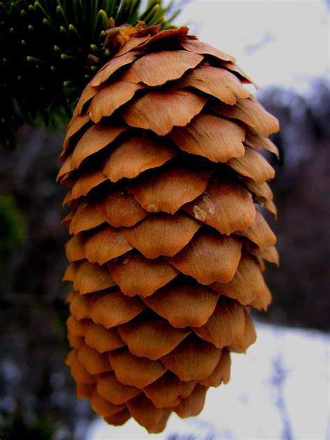 Pine Cone Free Photo Download Freeimages