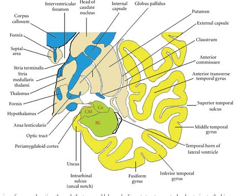 Figure 5 From Anatomy Of The Temporal Lobe Semantic Scholar