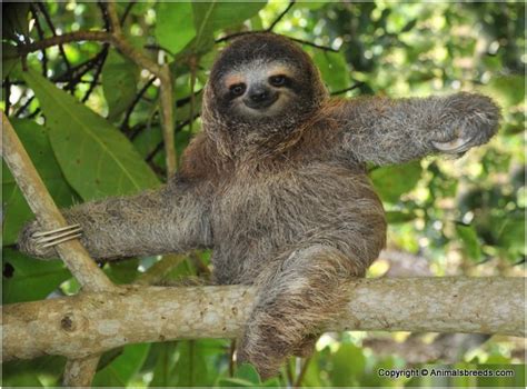 Sloth Facts Pictures Information Behaviour Lifespan Lifecycle
