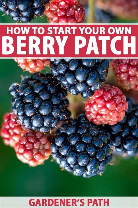 How To Grow Berries At Home Gardeners Path Berry Garden Edible