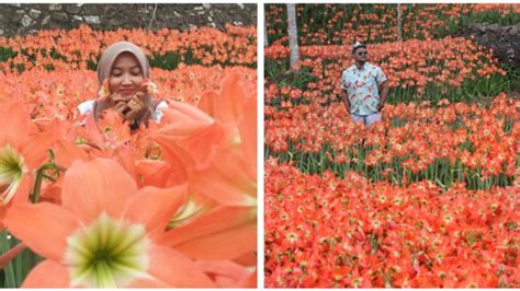 Namun, sifat ini disingkirkan pada berbagai kultivar baru untuk produksi minyak karena memakan. Taman Bunga Amarilis di Jogja Mekar Lagi. Datang dan Foto ...