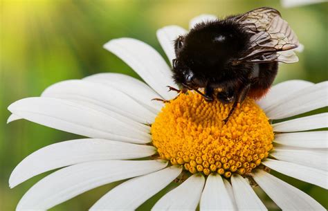 Bumblebee is one of the smallest autobots. Dumbfounding Facts About Bumblebees - Animal Sake