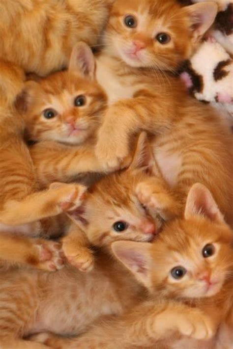 Beautiful Ginger Kittens Cute Cats Kittens Kittens Cutest