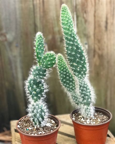 Why Is My Opuntia Snow Cactus Drooping Causes And Solutions