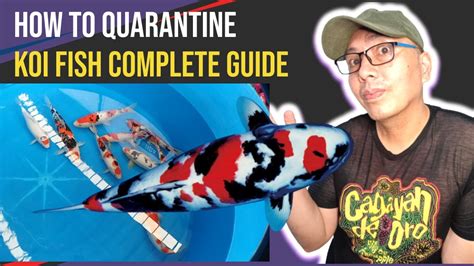 How To Quarantine Koi Fish Complete Guide You Need To Know Youtube