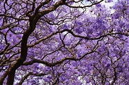 Jacaranda Tree: Plant Care and Growing Guide