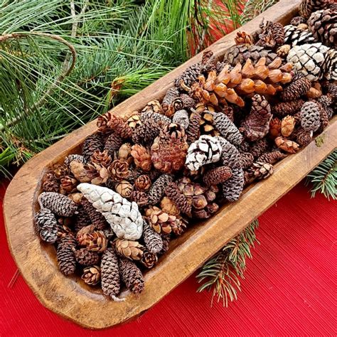 Frosted Pine Cones Etsy