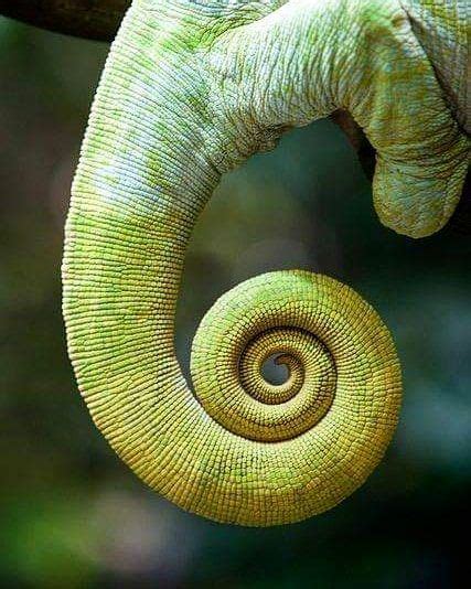 Fibonacci Sequence Spotted In Chameleons Tail Spirals In Nature