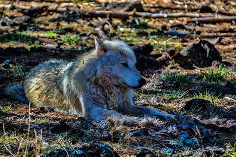 Alaskan Tundra Wolf Photograph By Tommy Anderson Fine Art America