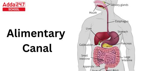 Alimentary Canal Parts Structure And Diagram Hot Sex Picture