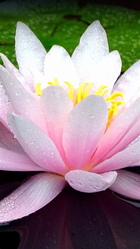 A Pink Flower With Water Droplets On Its Petals Sitting In The Middle