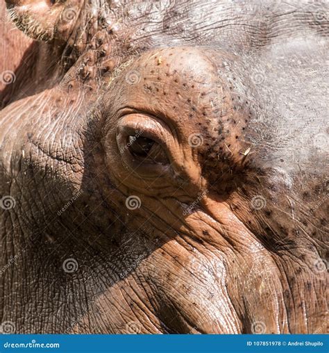 Eye Hippo In Nature Macro Stock Photo Image Of Head 107851978