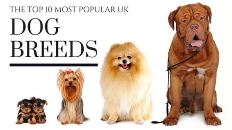 The Top 10 Most Popular Uk Dog Breeds Canine Coaching
