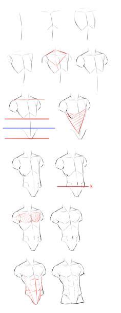Learn manga male anatomy v1 by naschi on deviantart. 12 Drawing muscles ideas | anatomy drawing, anatomy art, anatomy sketches