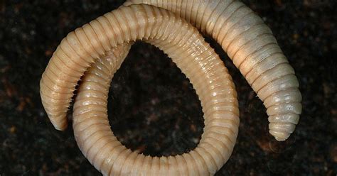 Giant Worms The Size Of Snakes Are Discovered By Scientists On