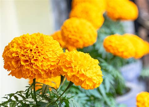 Marigolds Flowers Plant Yellow Free Photo On Pixabay Pixabay