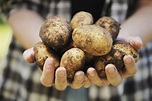 GMO Potatoes - Everything You Need To Know | GMO Answers