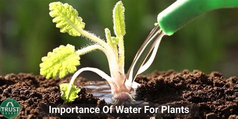 Importance Of Water For Plants Trustbasket