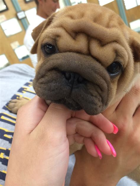 Why buy a shar pei puppy for sale if you can adopt and save a life? Ori pei ( shar pei / pug ) | Wrinkly dog, Wrinkle dogs, Pug mixed breeds