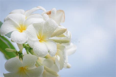 White Frangipani Tropical Flower Plumeria Flower Blooming Stock Image