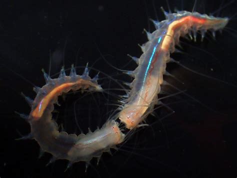 Meet The Noisy Head Butting Marine Worms That Live Near Japan Atlas