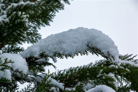 Chamaecyparis Lawsoniana Snow Covered Snow Covered Tree Branch Snow