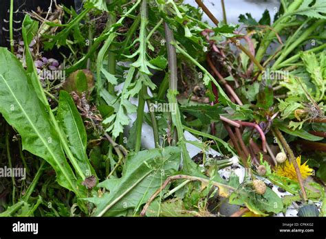 Unwanted Plants Weeds Hi Res Stock Photography And Images Alamy