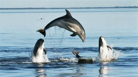 New Dolphin Species Discovered In Melbourne Abc News