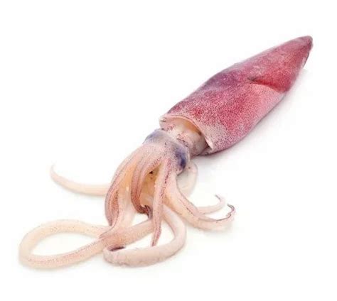 Frozen Squid Fish For Home And Restaurant At Rs 500kg In Mumbai Id