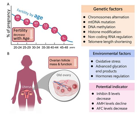 The Molecular Regulation In The Pathophysiology In Ovarian Aging