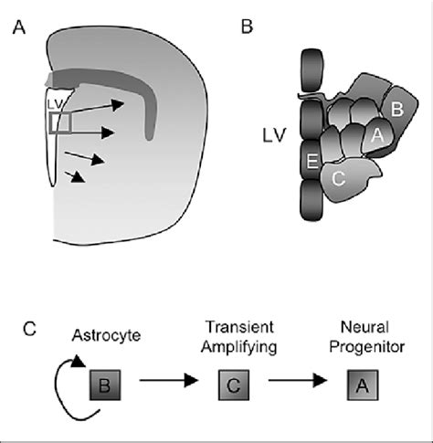 The Endogenous Neural Stem Cell Niche The Subependymal Zone Sez Is