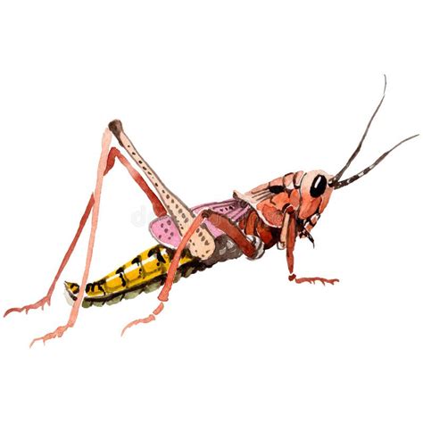 Exotic Crickets Wild Insect In A Watercolor Style Isolated Stock