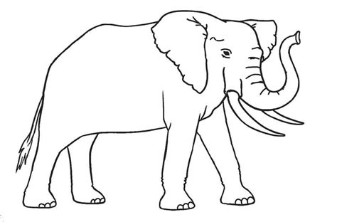 Lindo Elefante Para Colorear Imprimir E Dibujar Dibujos Colorear