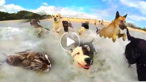 Nick.com offers online videos for kids as well. Youtube Funny Dog & Cat Video-dog beach party swimming cat