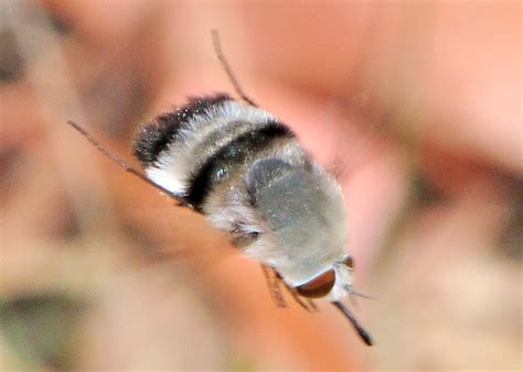 Black And Greytrue Bee Fly Meomyia Sericans
