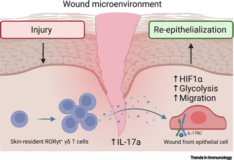 Cutting edge: interleukin-17a prompts HIF1α for wound healing: Trends