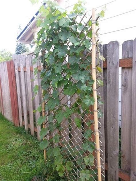 How To Make A Bamboo Trellis Thriftyfun