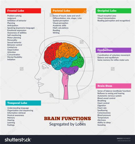 Lobes Of The Brain And Functions MedicineBTG Com